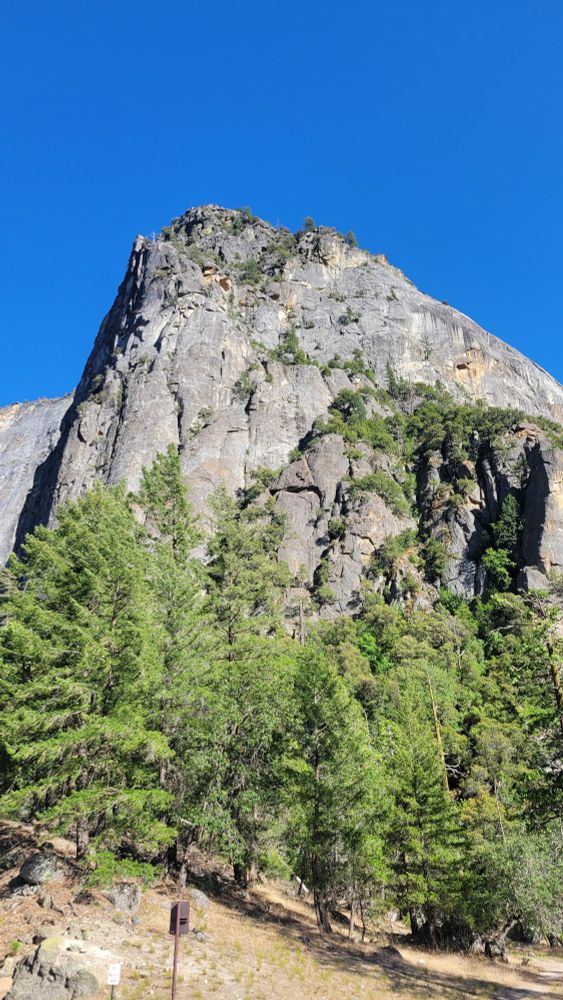 Granite rock behind pine trees in Yosemite