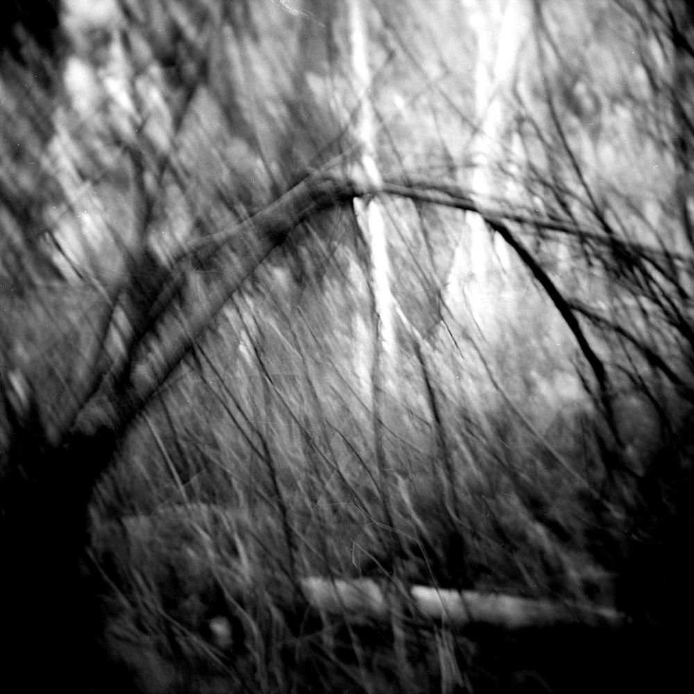 Black and white photo of local wetland with trees and cloudy skies taken with a Holga.
