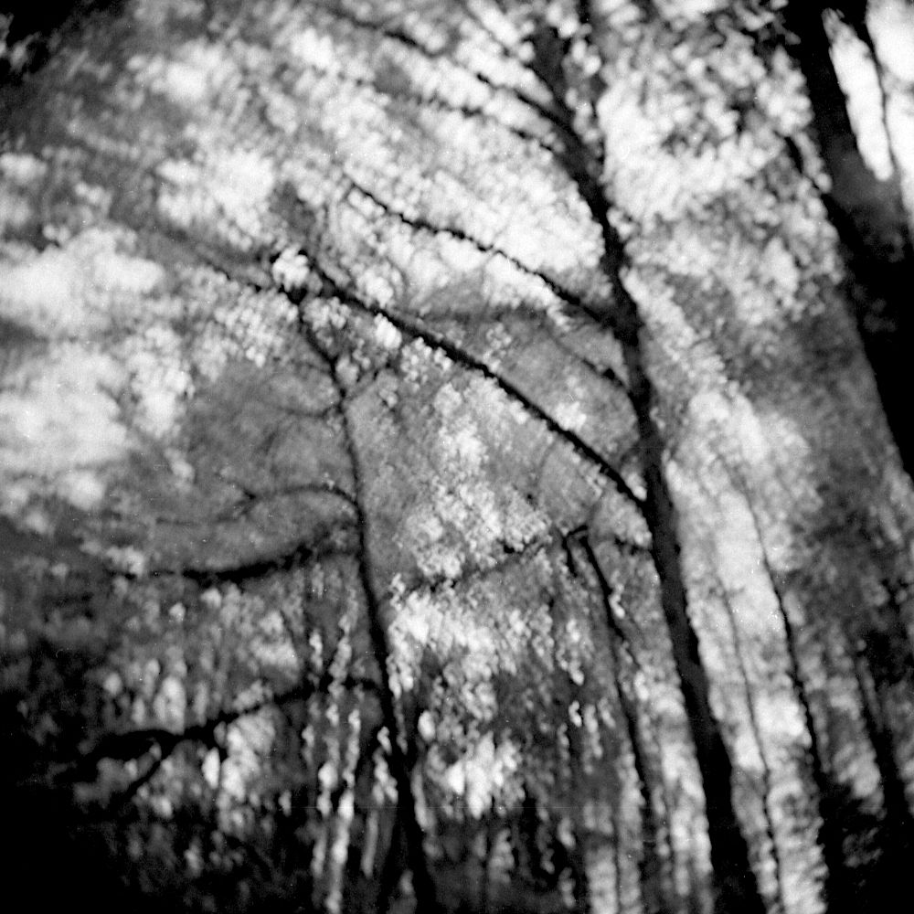 Black and white photo of autumn trees in the woods.