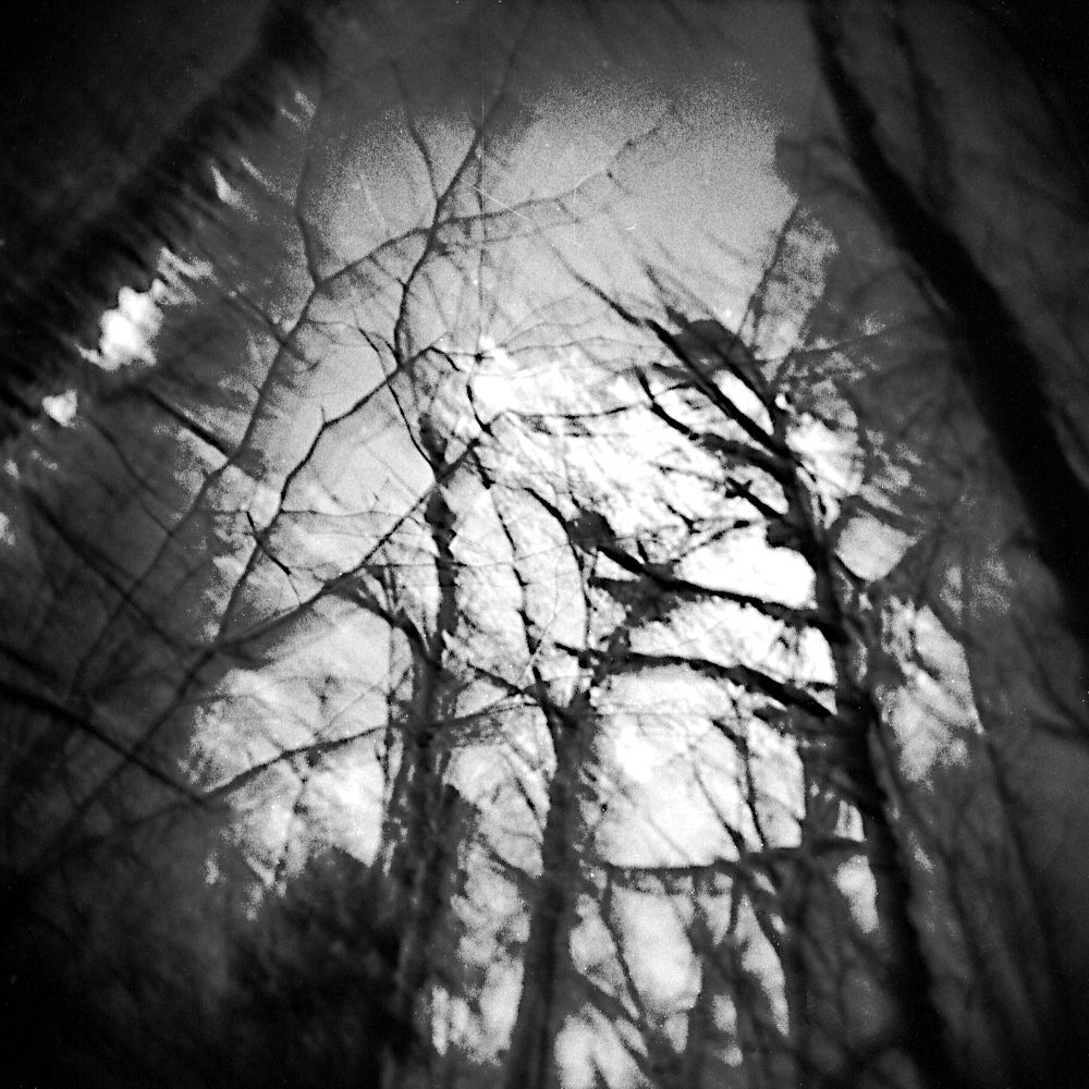 Blurry black and white photo of barren trees.