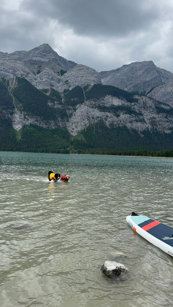 Bernoulli and Beaker are coming into shore with mountains behind them.