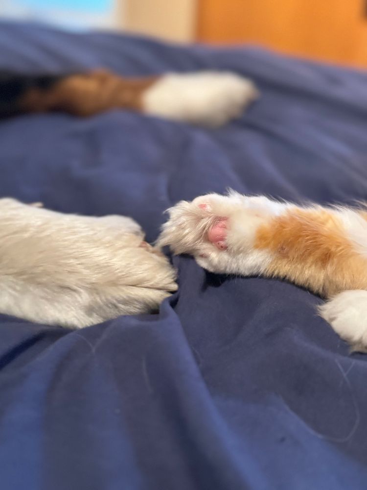 Bernoulli’s paw on the left and Ginger’s on the right.