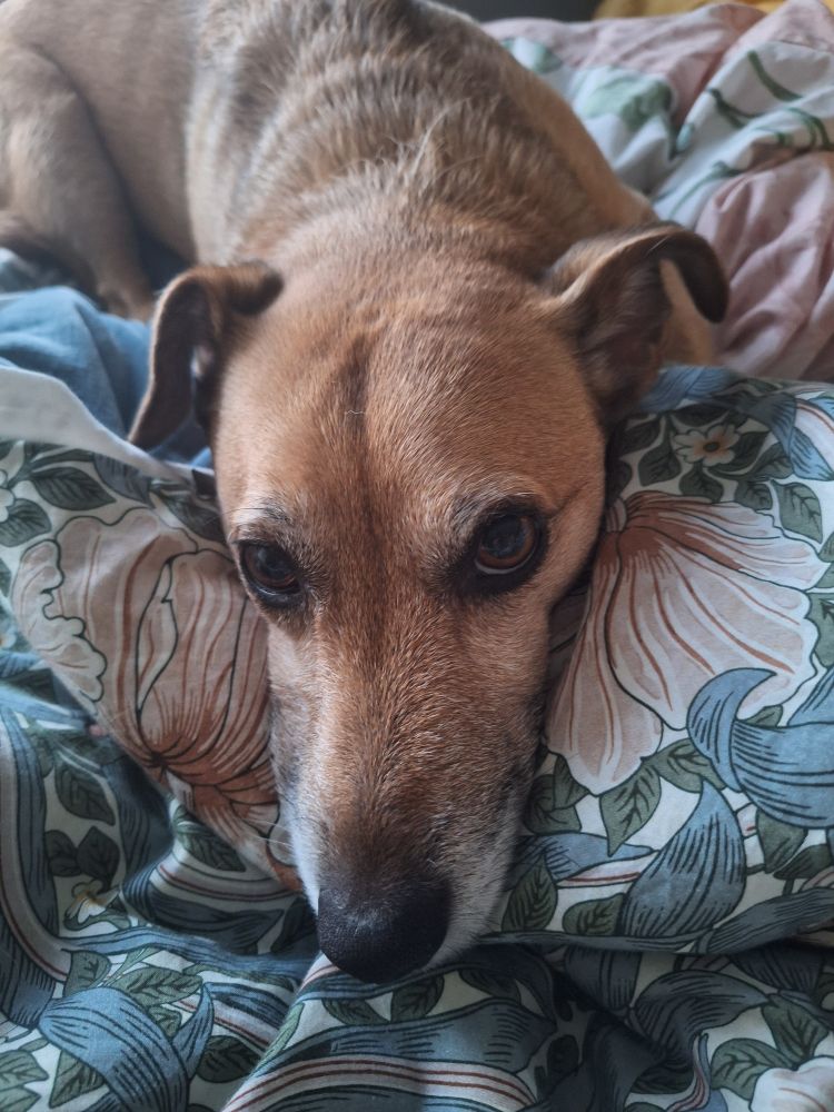 Photo of a sandy coloured dog laid on a flower-patterned blanket with big eyes. He looks guilty.