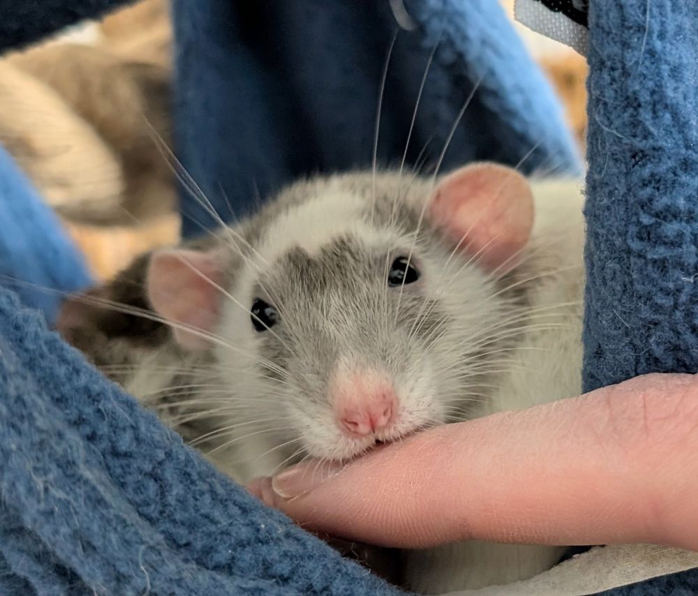 A grey and white rat resting her head on a human's finger.