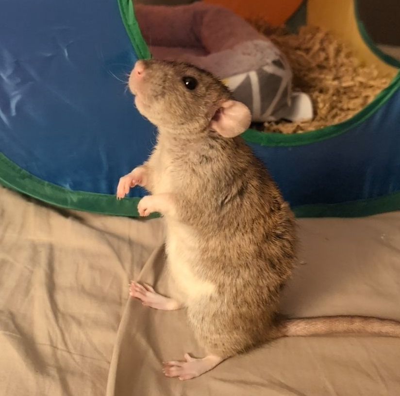 A brown pet rat standing on a fabric ground, looking up. 