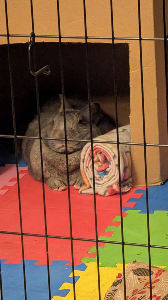 Gray rabbit sleeping in a position that makes her look really grumpy