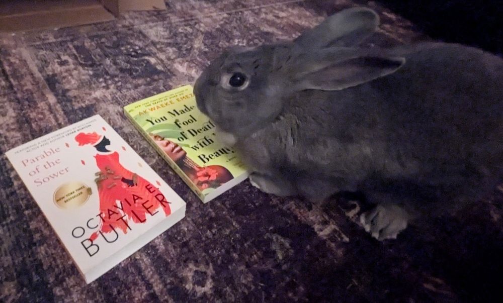 A large gray rabbit sitting over top of a copy of "You Made a Fool of Death with Your Beauty" while a copy of "Parable of the Sower" has rabbit pellets sitting on top of it.