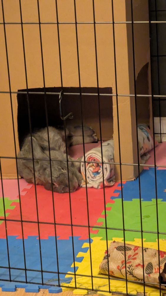 Gray rabbit sleeping on her side inside of a cardboard box