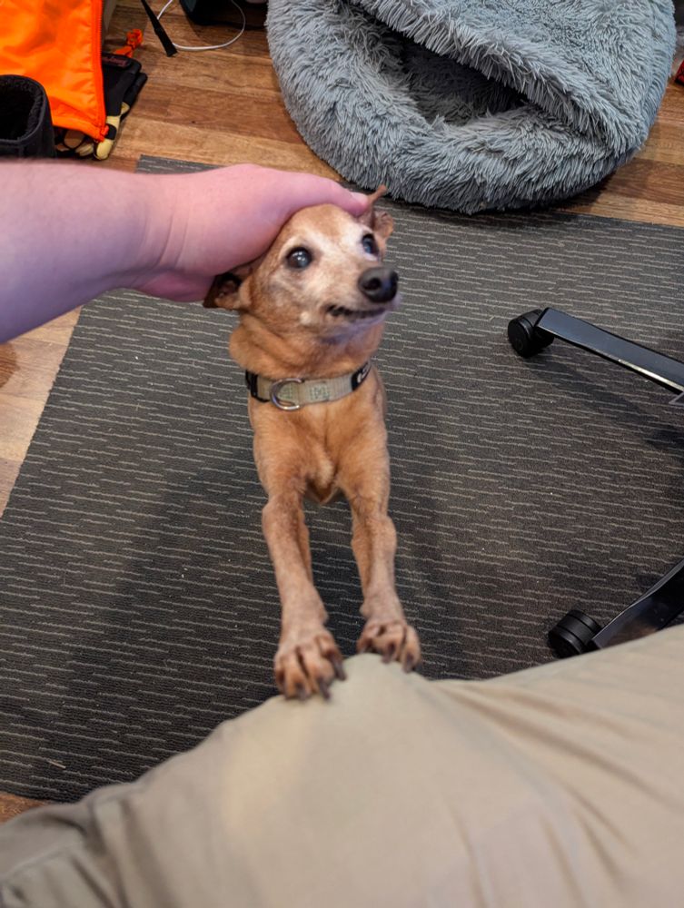 Single-celled canine organism demands pats and is pleased to receive them