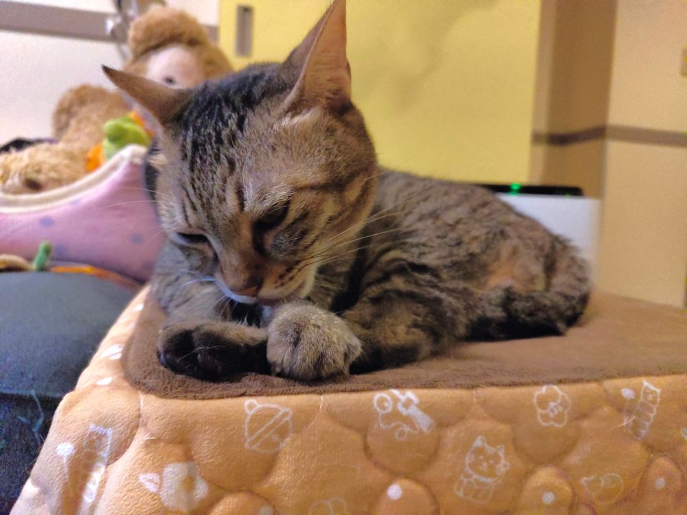 うしろ足をおさえた前足を舐めている猫。