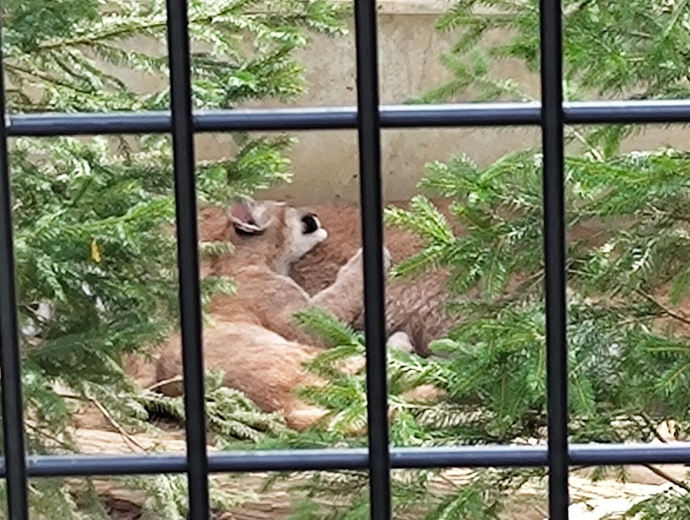 ピューマの赤ちゃんが母親のお腹を枕にして寝ている。