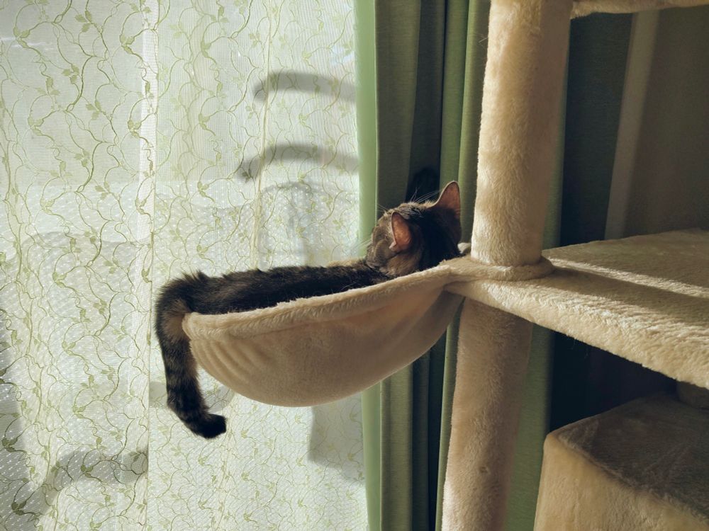 窓際のキャットタワーのハンモックで横になる猫。しっぽが垂れ下がっている。
