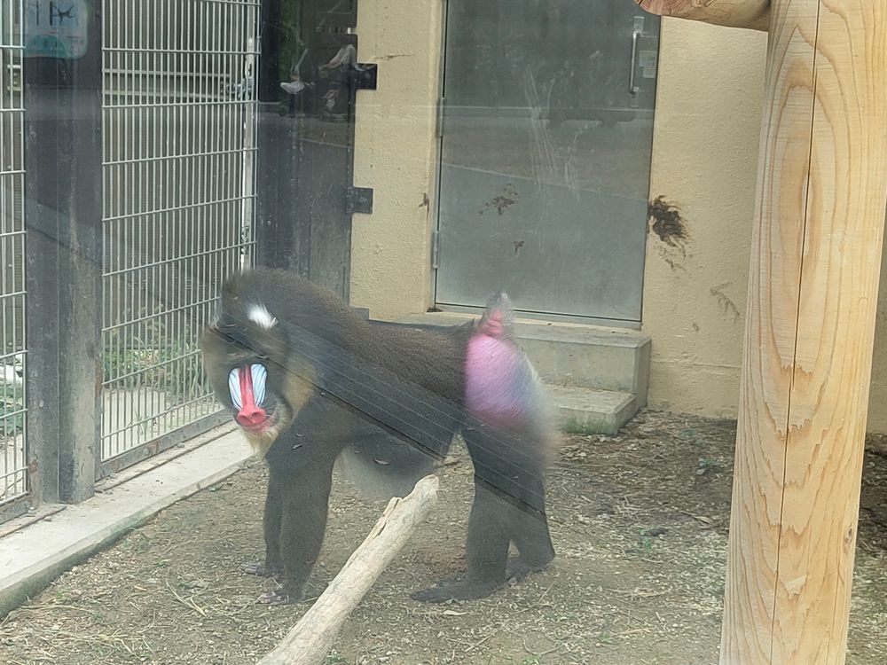 4本足で立っているマンドリル。鼻筋が真っ赤で、その周りはきれいな水色。お尻はピンクと水色でフワフワ。