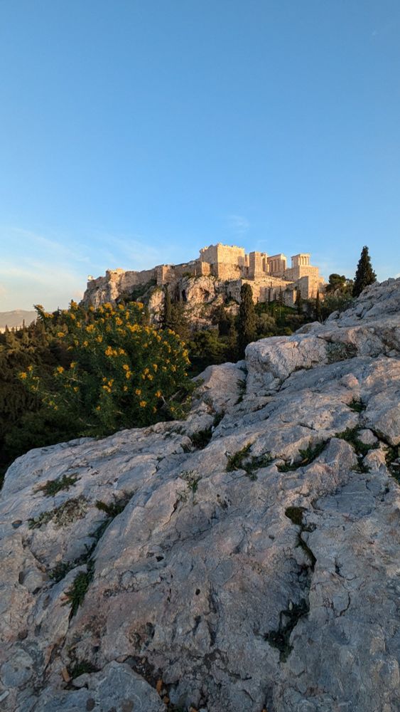 The Acropolis at sunset up on the hill with rock formation and bush covered in flowers in foreground 