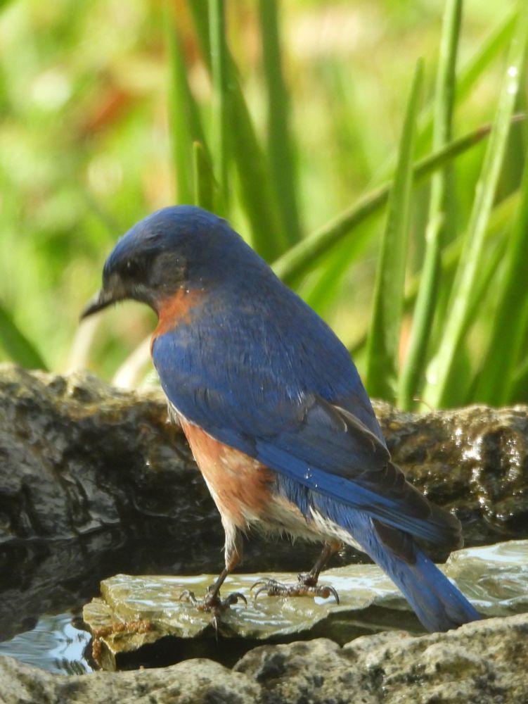 Eastern Bluebird on edge of bird bath
