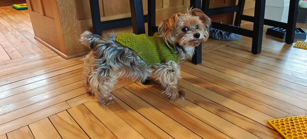 A tiny yorkie-poo wearing a handknit green sweater, looking askance at the camera.