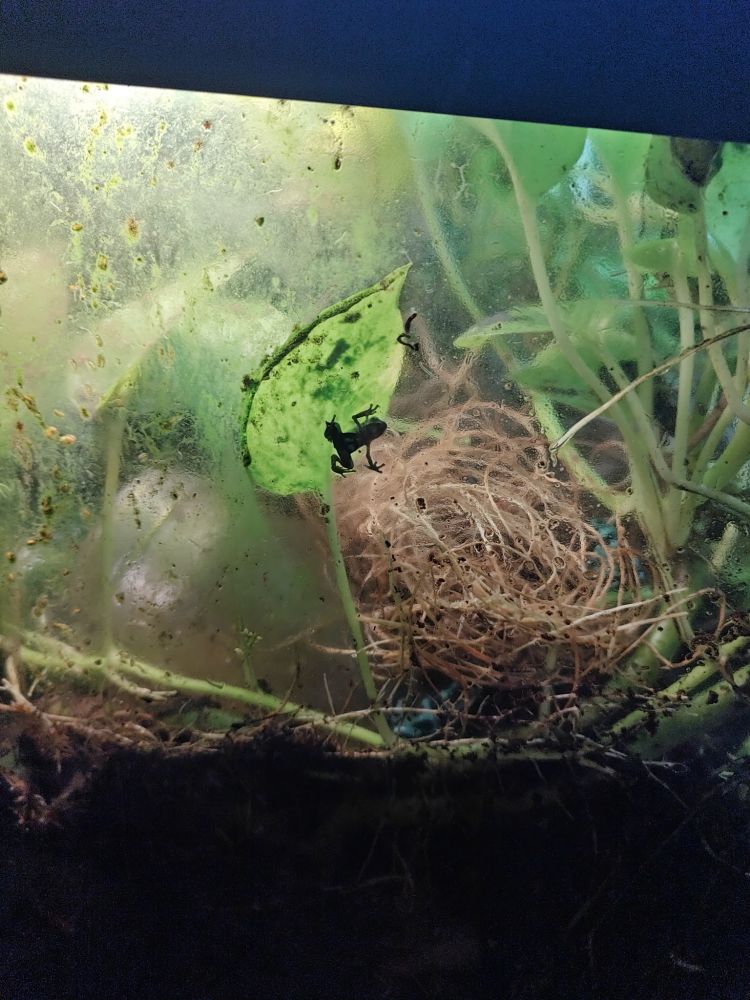 Photo of a vivarium with a tiny young dart frog backlit, clinging to the glass.