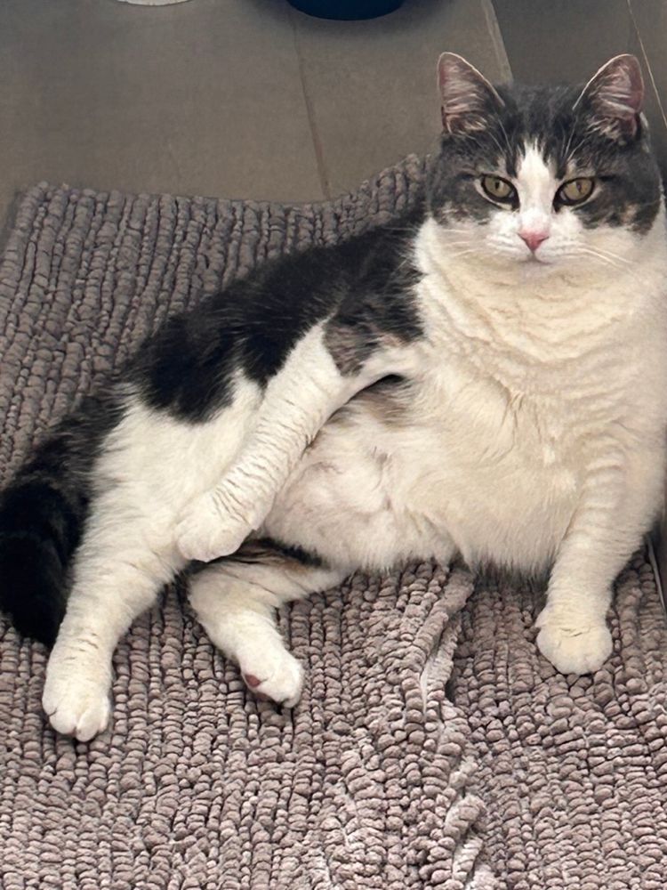 Adorable grey and white tabby cat sits sideways exposing her big round belly like Jabba the Hutt