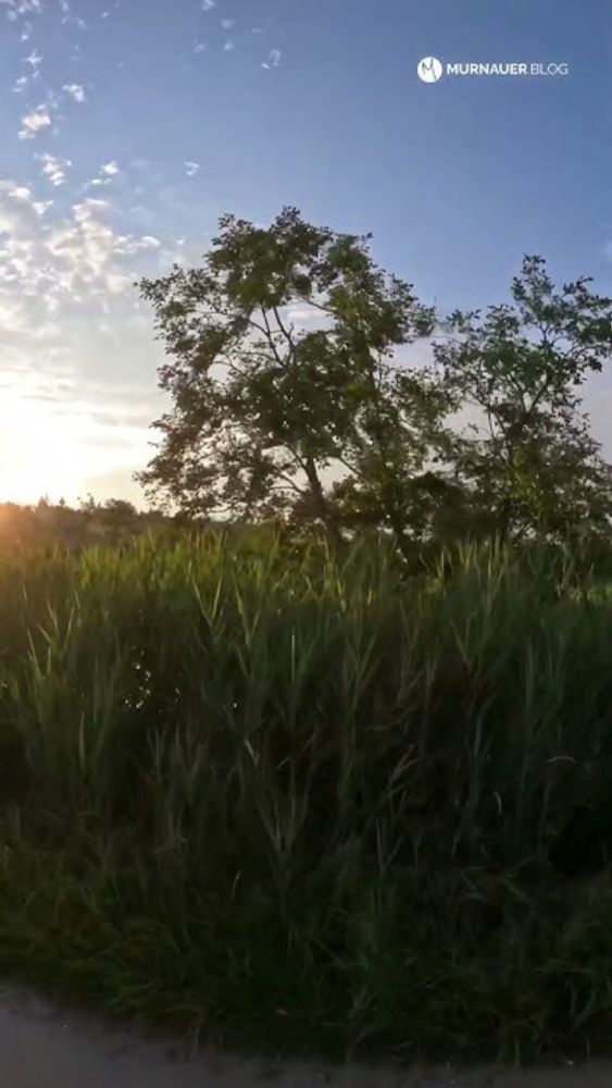 🚲 Radeln durch das Murnauer Moos nach einem der vielen Regenschauern in diesem Sommer☀️🙌🏻