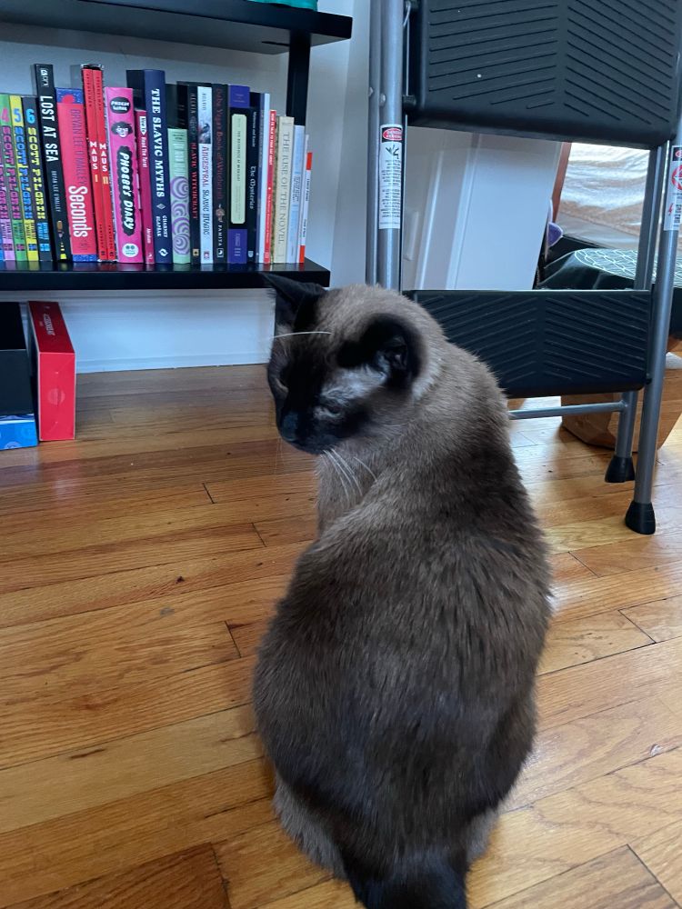 luna with an antenna