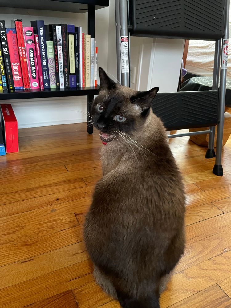 luna screaming in terror after the antenna is overloaded with information about the world outside