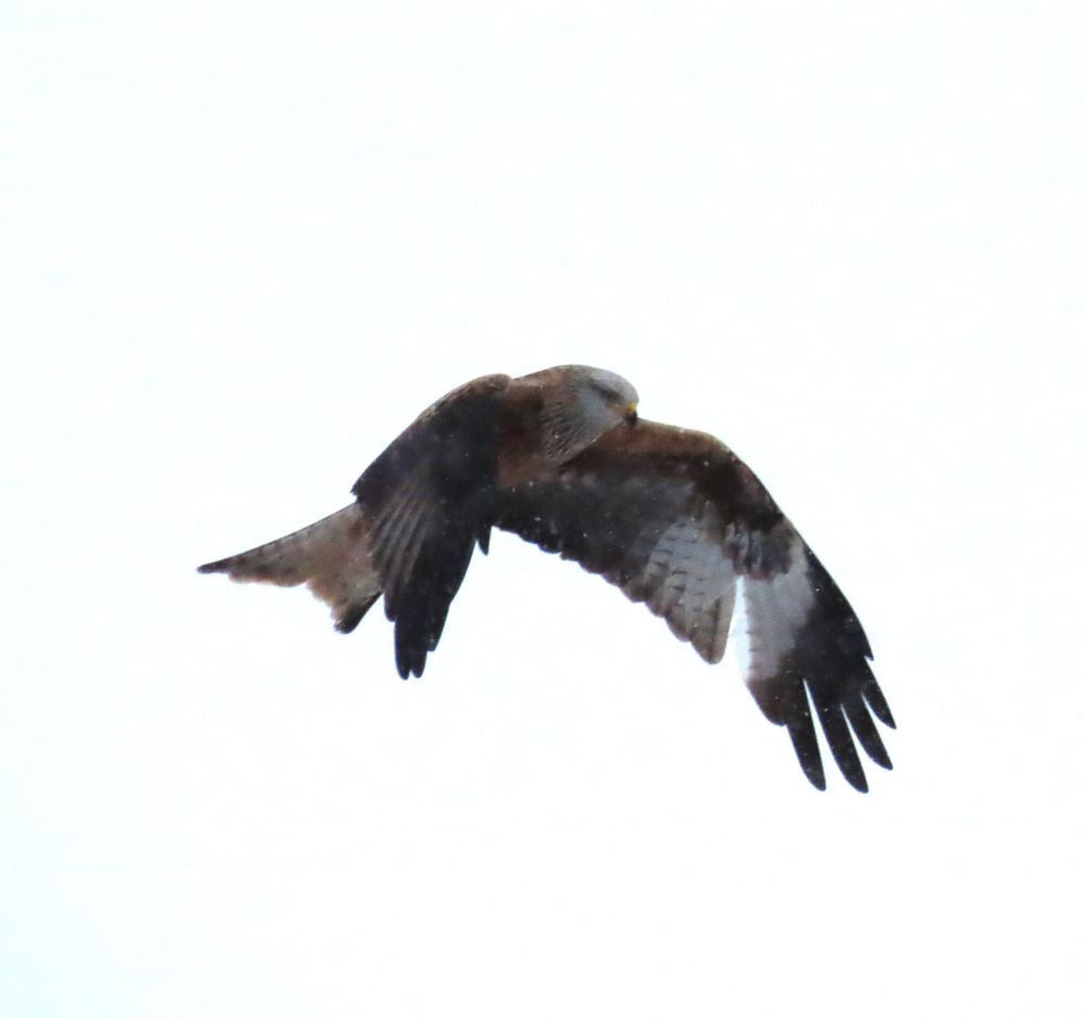 Red kite, a rust red, black and grey bird of prey, in flight