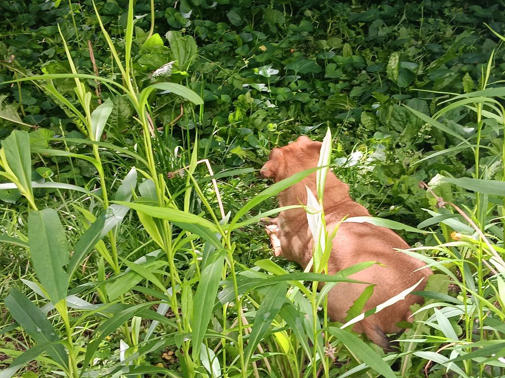 Tan chihuahua pug mix laying in longer patch of grass 