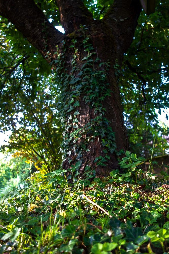 ivy on a tree