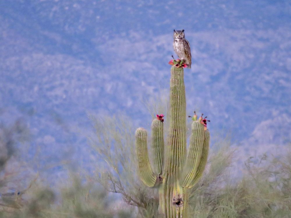 A large owl stands atop a saguaro 