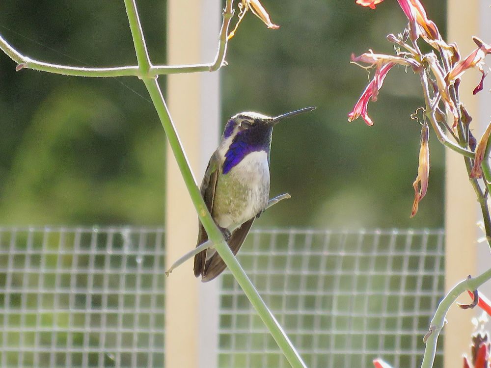 Hummingbird with grayish belly and dark purple head perched on green branch.