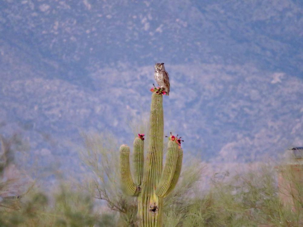 A large owl stands atop a saguaro