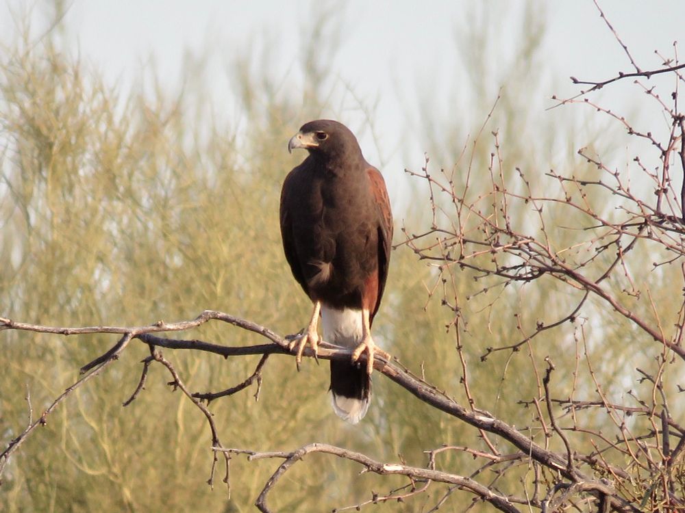 A large, dark brown hawk with pale yellow legs stands on a gray-brown branch, its yellow beak and dark eyes pointing to the left. Three of its front toes and talons on each foot are visible on the branch. The bird’s distinctive white tail feathers are visible behind the legs. Green desert foliage in the background. 