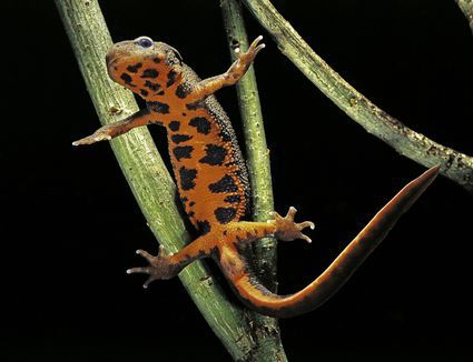 Image of fire-bellied newt spread eagle from below, showing all the goods. It's tasteful. With plant against black background.