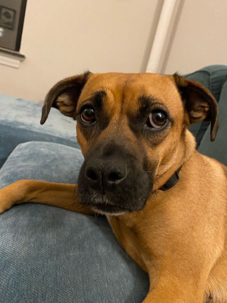 A tan dog with a black snout and droopy elf ears sits on the couch and looks at the camera with her bug eyes