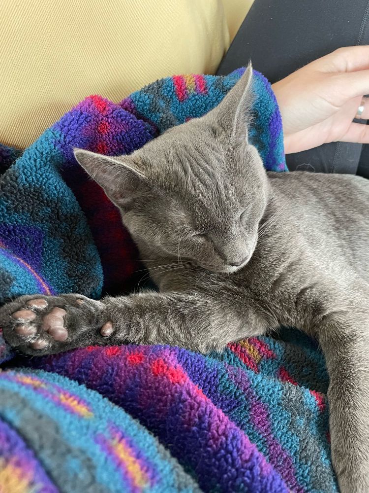 Cricket, a grey 4mo kitten, asleep on my lap)
