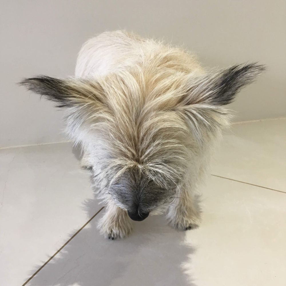 Cairn terrier looking at his foot so that his ears are fully visible. 