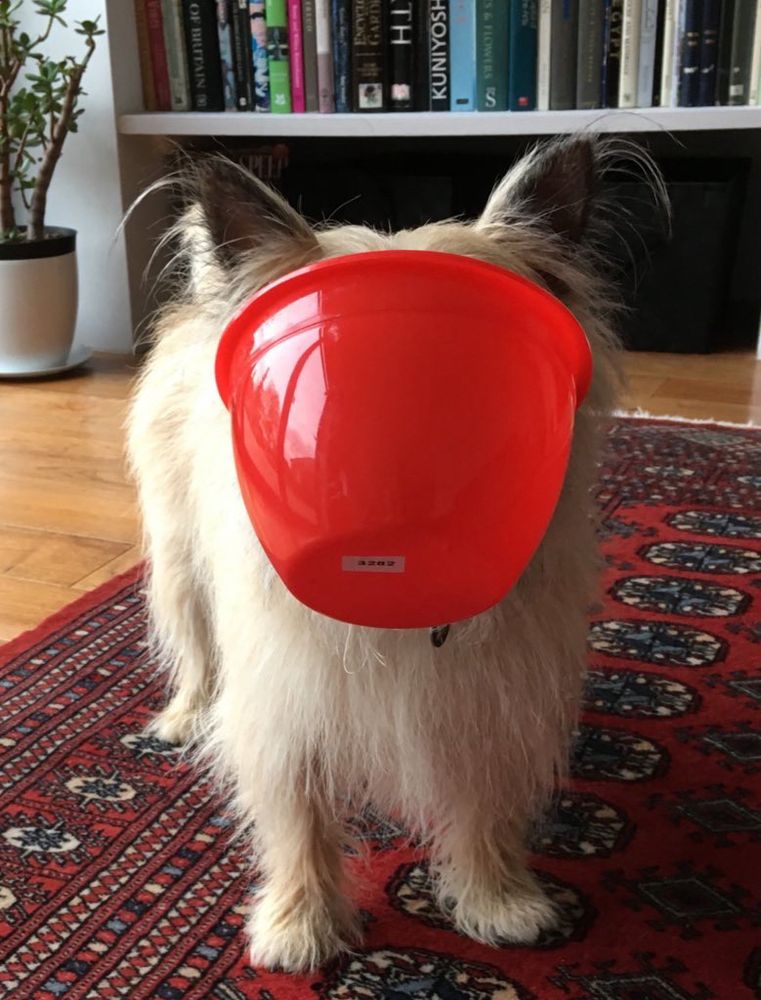 Cairn terrier holding a red bowl in his mouth so only his ears can be seen. 
