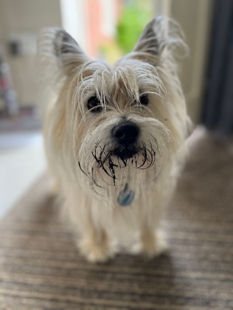 Blonde and grey cairn terrier with a black muddy muzzle post dig. 