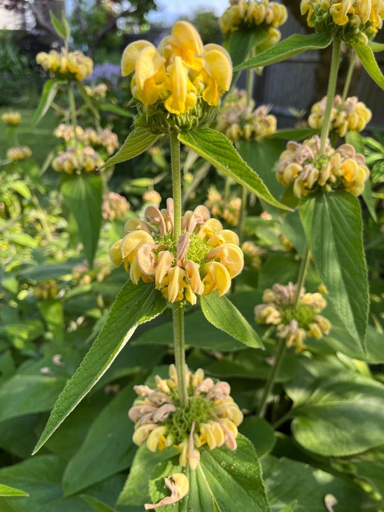 Close up image of a yellow and peach coloured phloem 