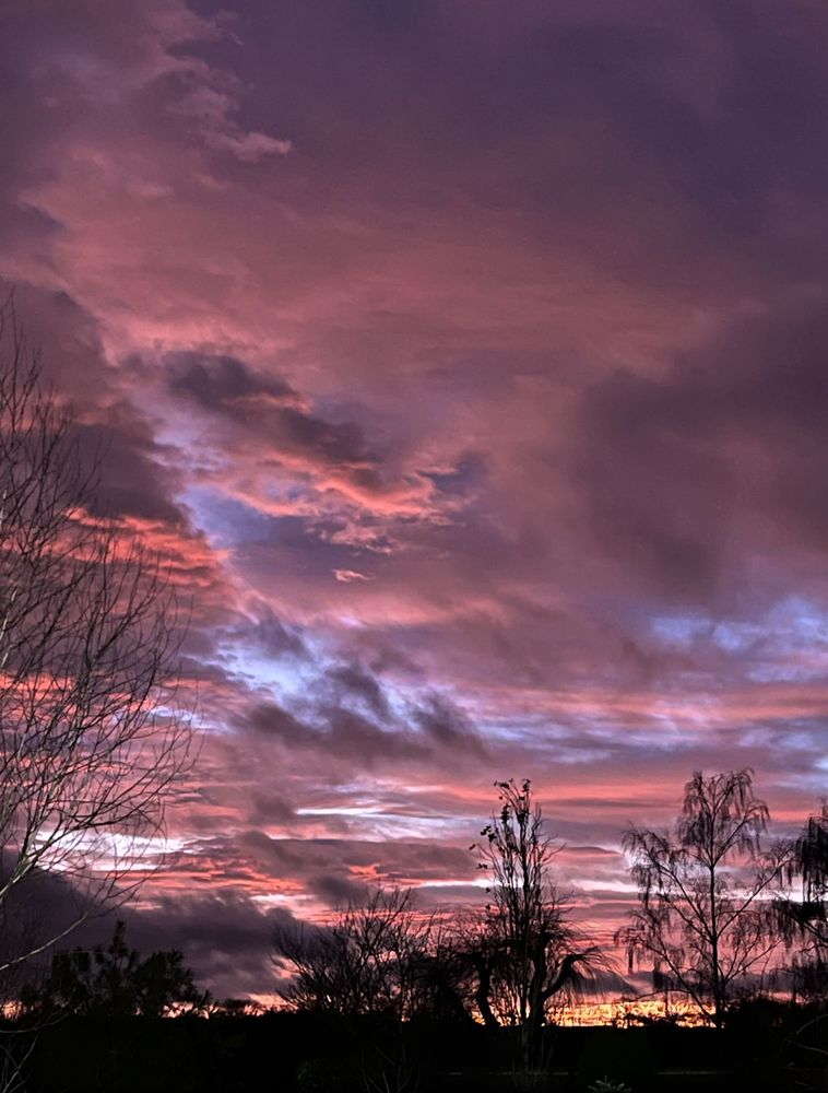 Mauve and peach clouds with silhouetted trees in the foreground 