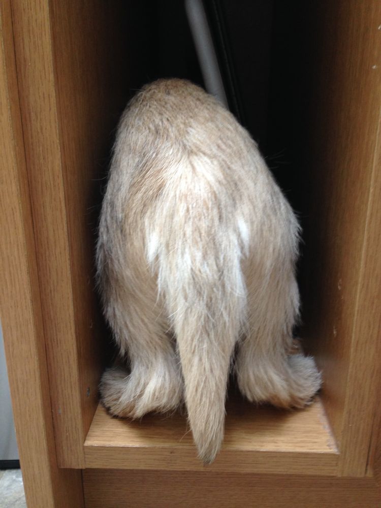 Bigger Cairn puppy filling the tiny space only back legs and tail can be seen. 