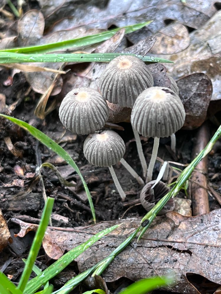Small group of fungi that look like sea urchins