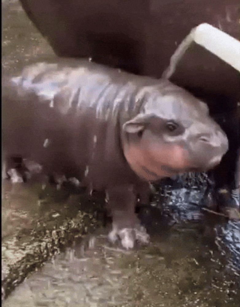 a baby hippopotamus is standing in the water near a rock