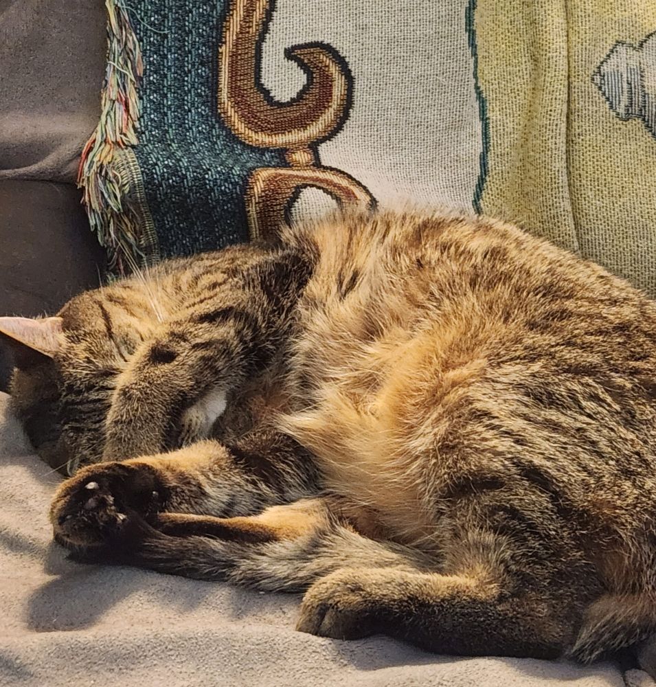 Brown tabby cat laying on his side with an arm over his eyes.
