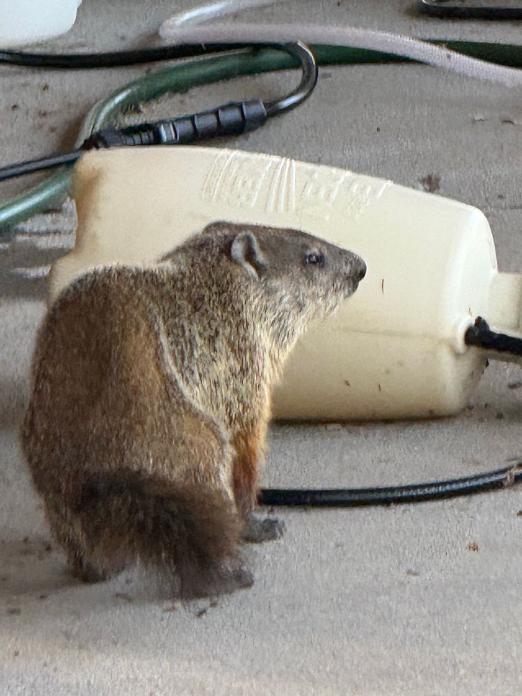 A ground hog, large brown rodent that loves to dig
