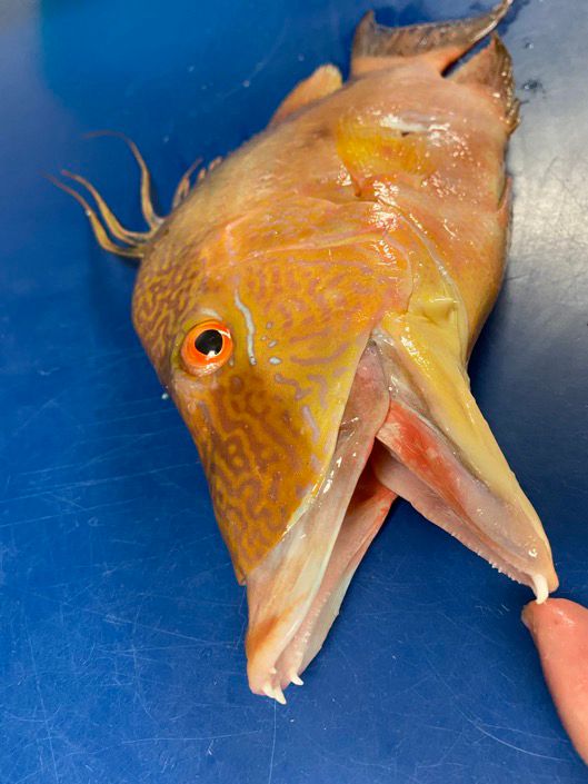 Same fish as in other photo, but with its mouth wide open