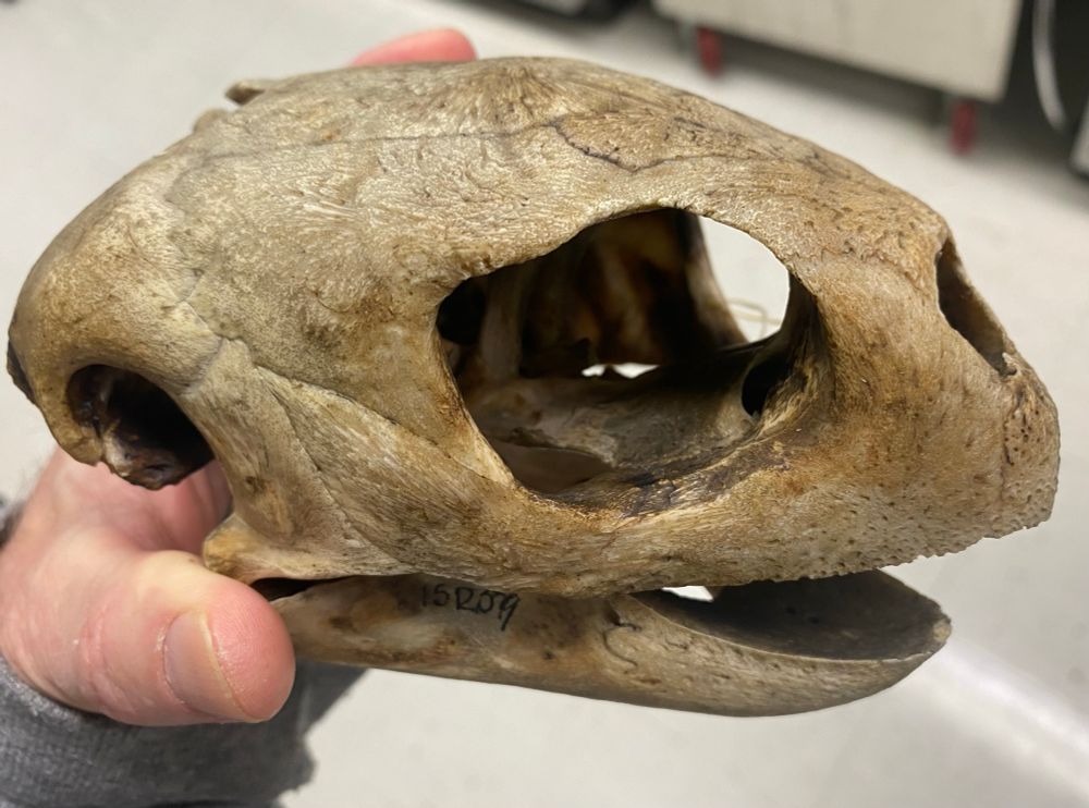 Skull of a loggerhead sea turtle that our undergrad students have access to for study. 