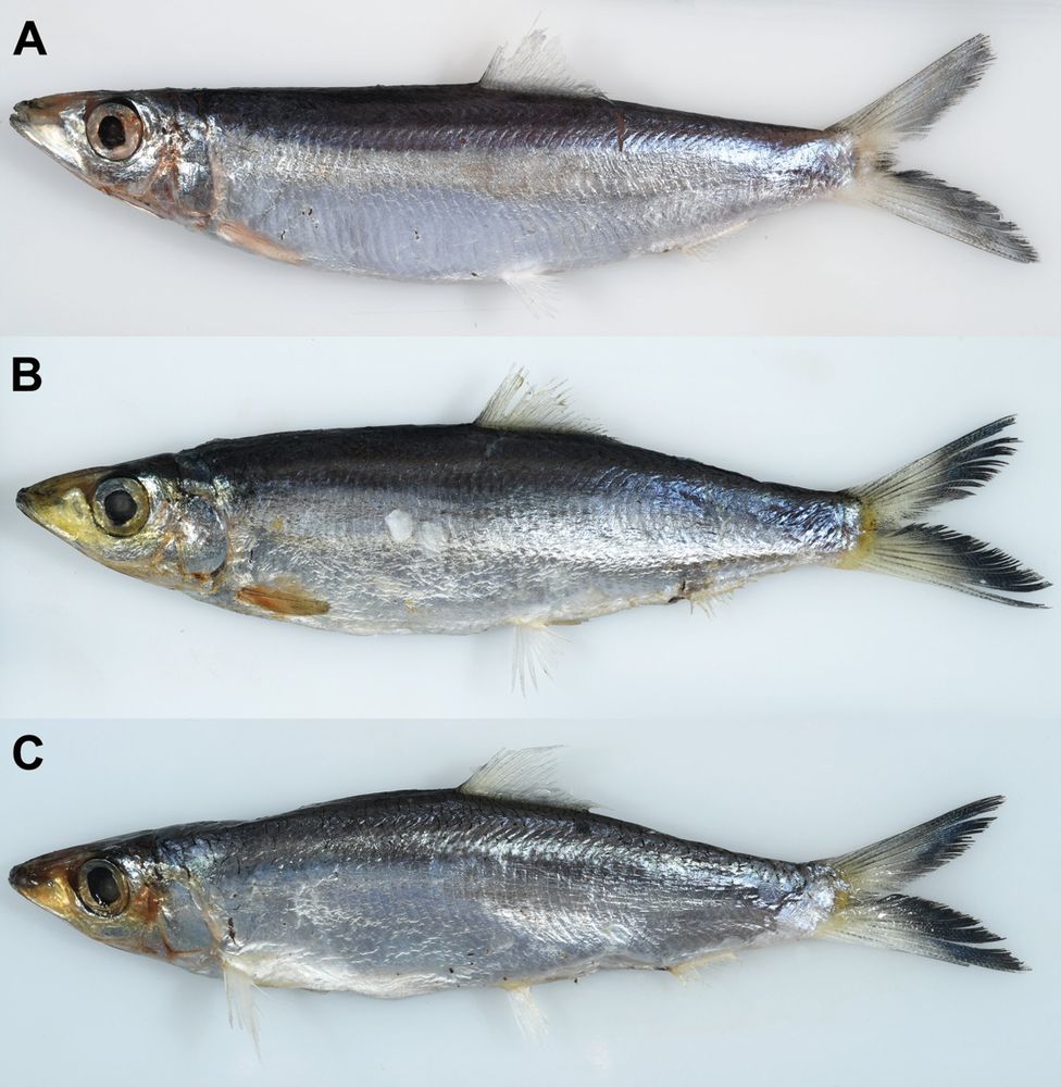 Silvery sardine fish of a new species on blue-gray background 