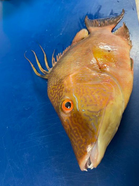 Bright orange and yellow hogfish with a red eye sitting on a blue table
