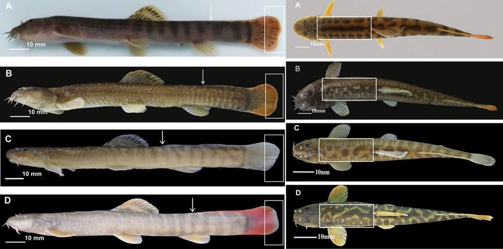 A long skinny new loach fish species, with surprisingly colorful (for a loach) bands of pigment on posterior body and tail 